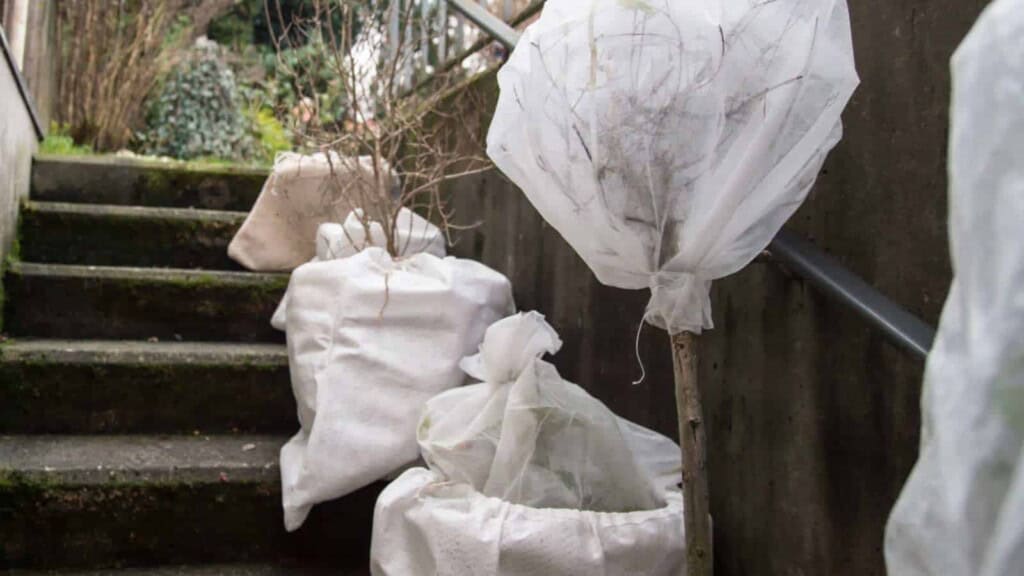 Close up view of plants wrapped with fleece to protect from the cold in winter