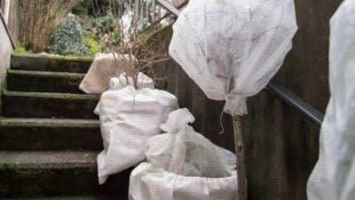 Close up view of plants wrapped with fleece to protect from the cold in winter