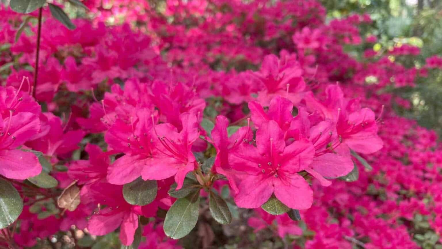 11 Perennials You Shouldn’t Cut Back in Fall