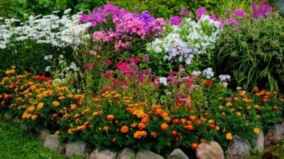 Close-up view of multicolored flowerbed on a lawn