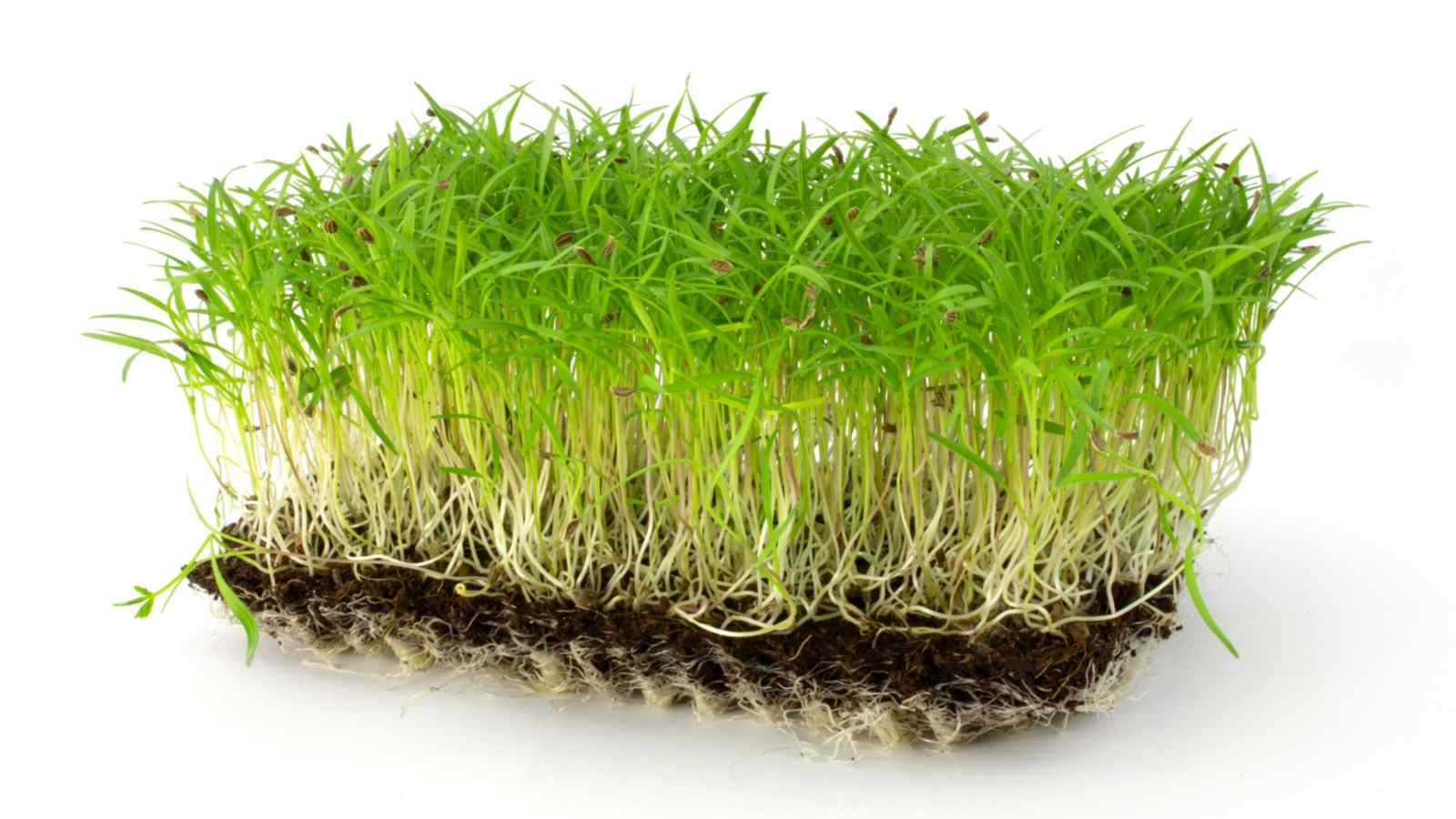 A close-up view of carrot microgreens in a white background