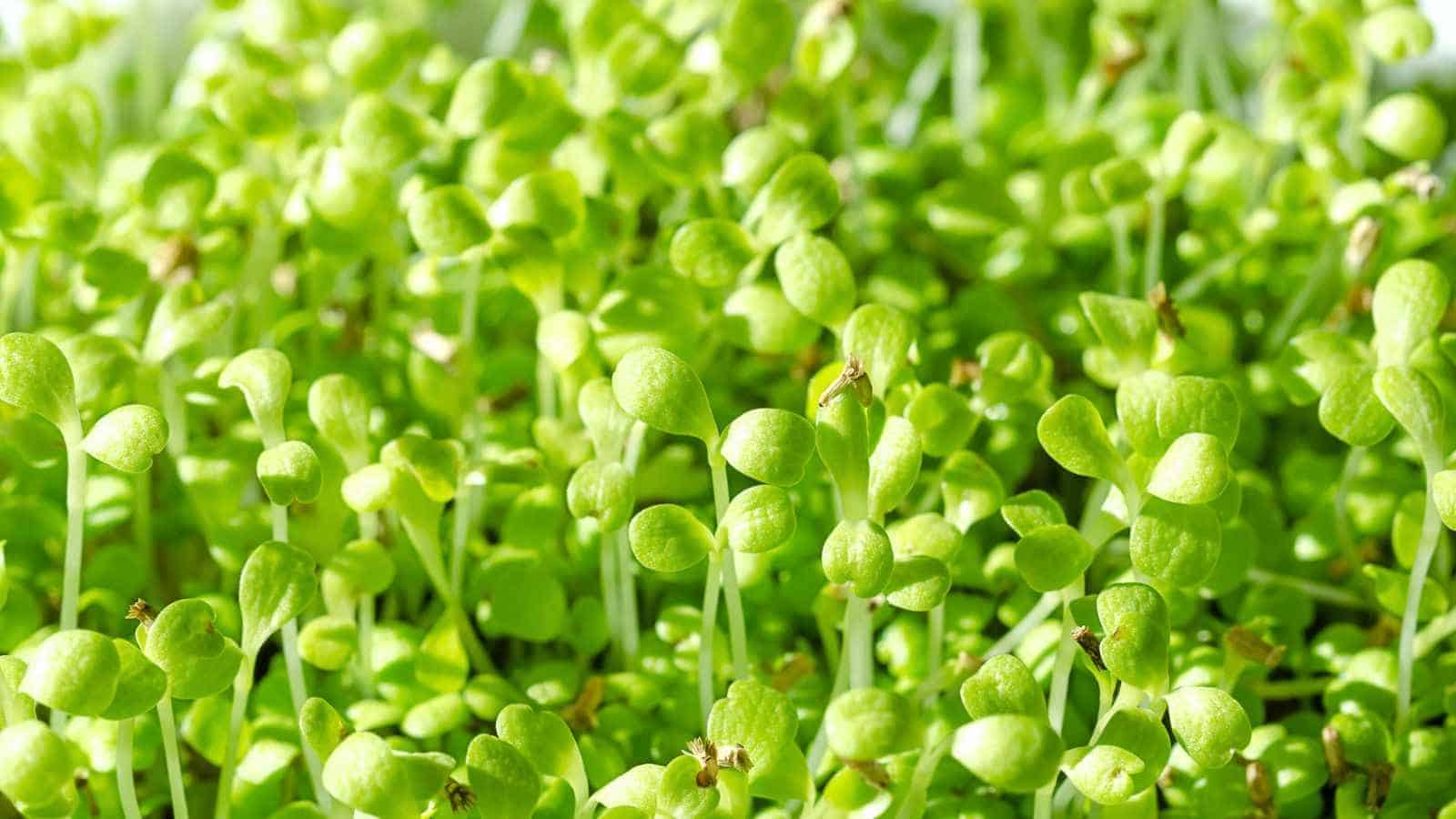 A close-up view of common chicory microgreens cotyledons for salad leaves or as a forage crop for livestock