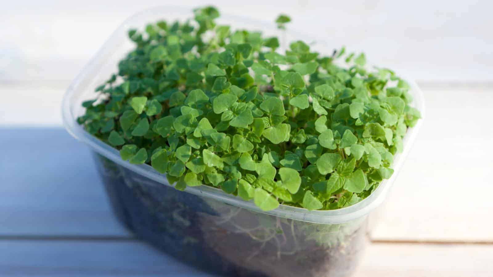 A close-up photo of a container filled with sprouting chia microgreens showcasing germinated seeds
