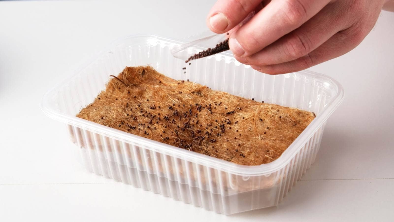 A close-up of male hands carefully sowing seeds onto a container showing the process of planting microgreens