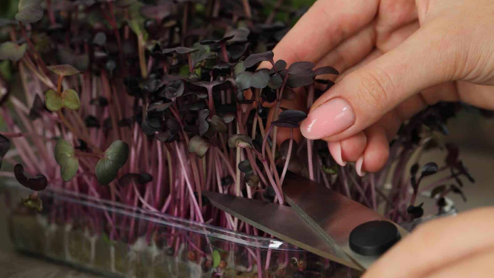 A close-up of a woman using scissors to cut fresh radish microgreens on a wooden table