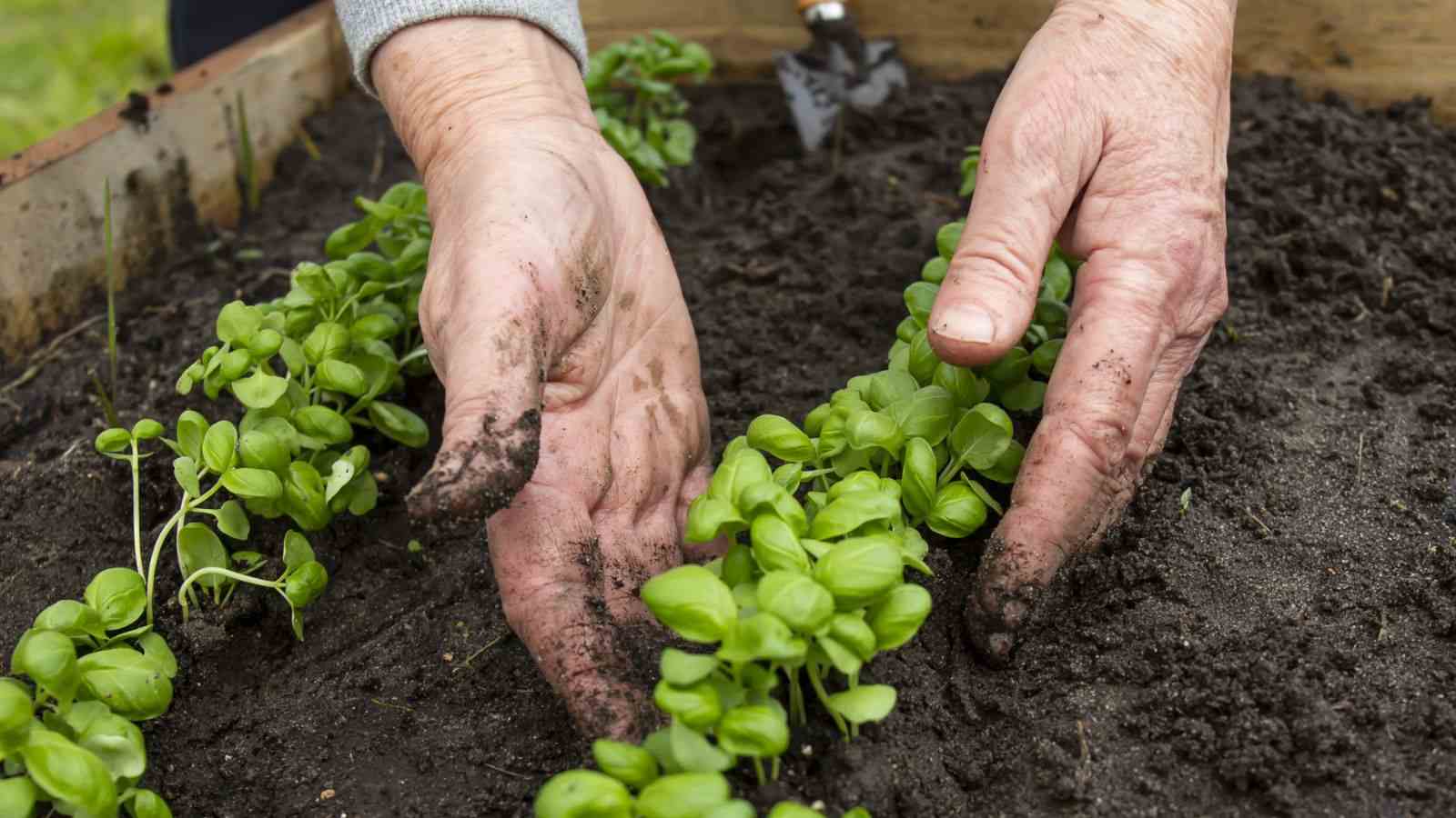 Close up view of an elderly woman gently plants young basil shoots in a garden bed during spring,
