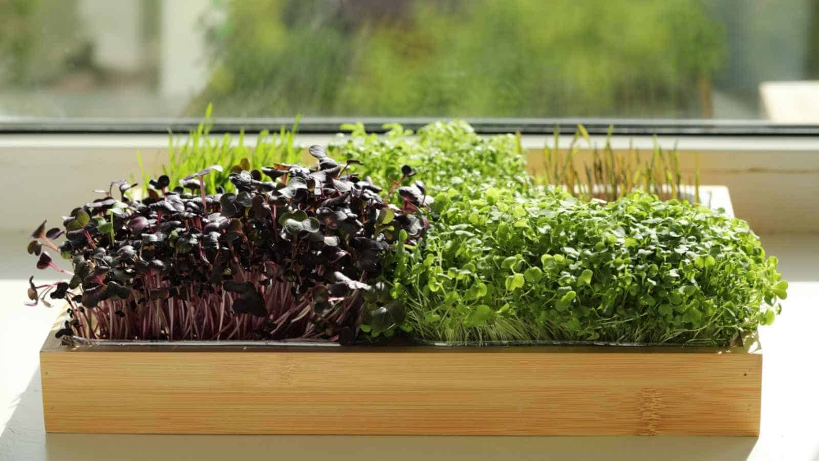 Close up view of different fresh microgreens in a wooden crate under the sunlight
