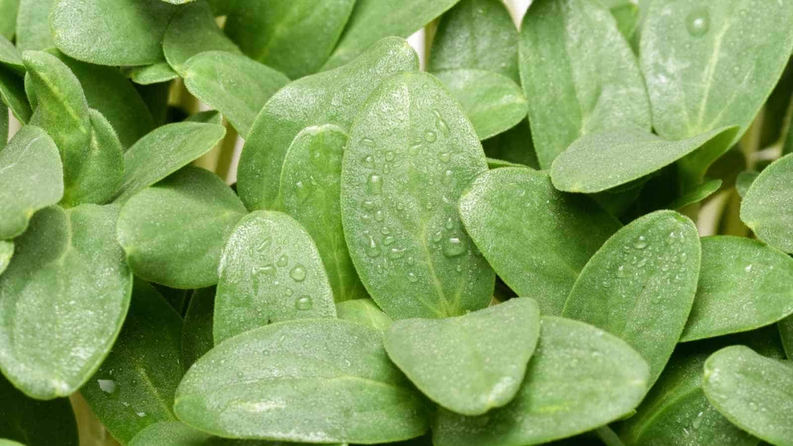 A close-up of fresh cucumber microgreens with delicate green sprouts