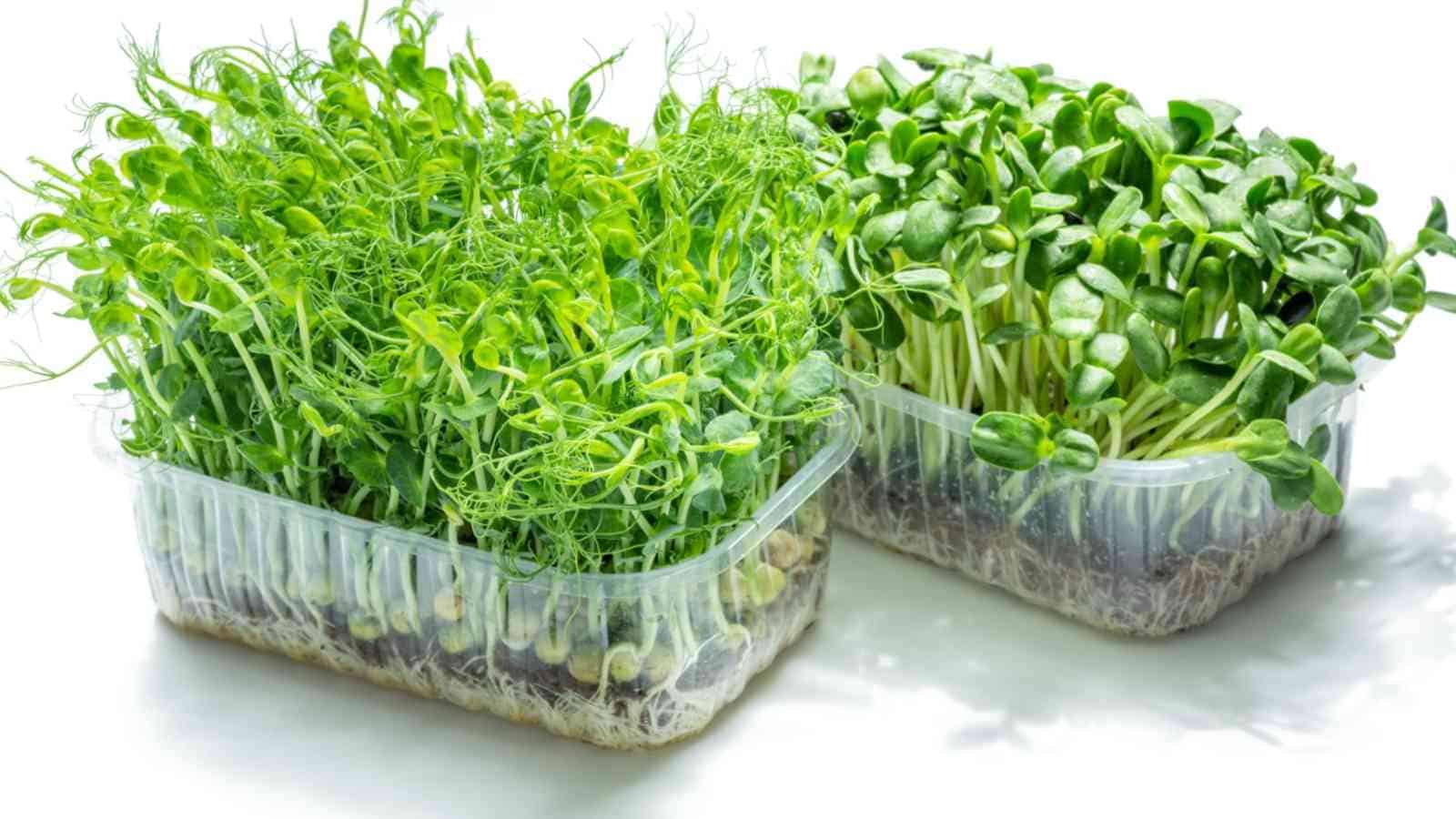 Close up view sprouted seeds of pea and sunflower in a rectangular plastic container