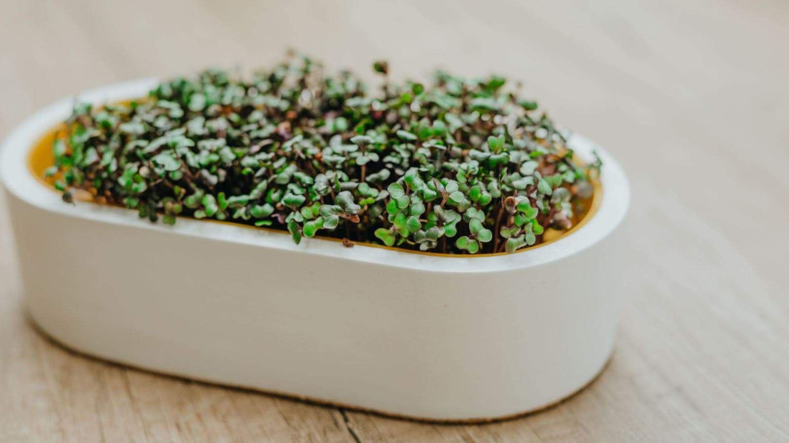 A white pot filled with vibrant green microgreens of cabbage sits on a rustic wooden surface