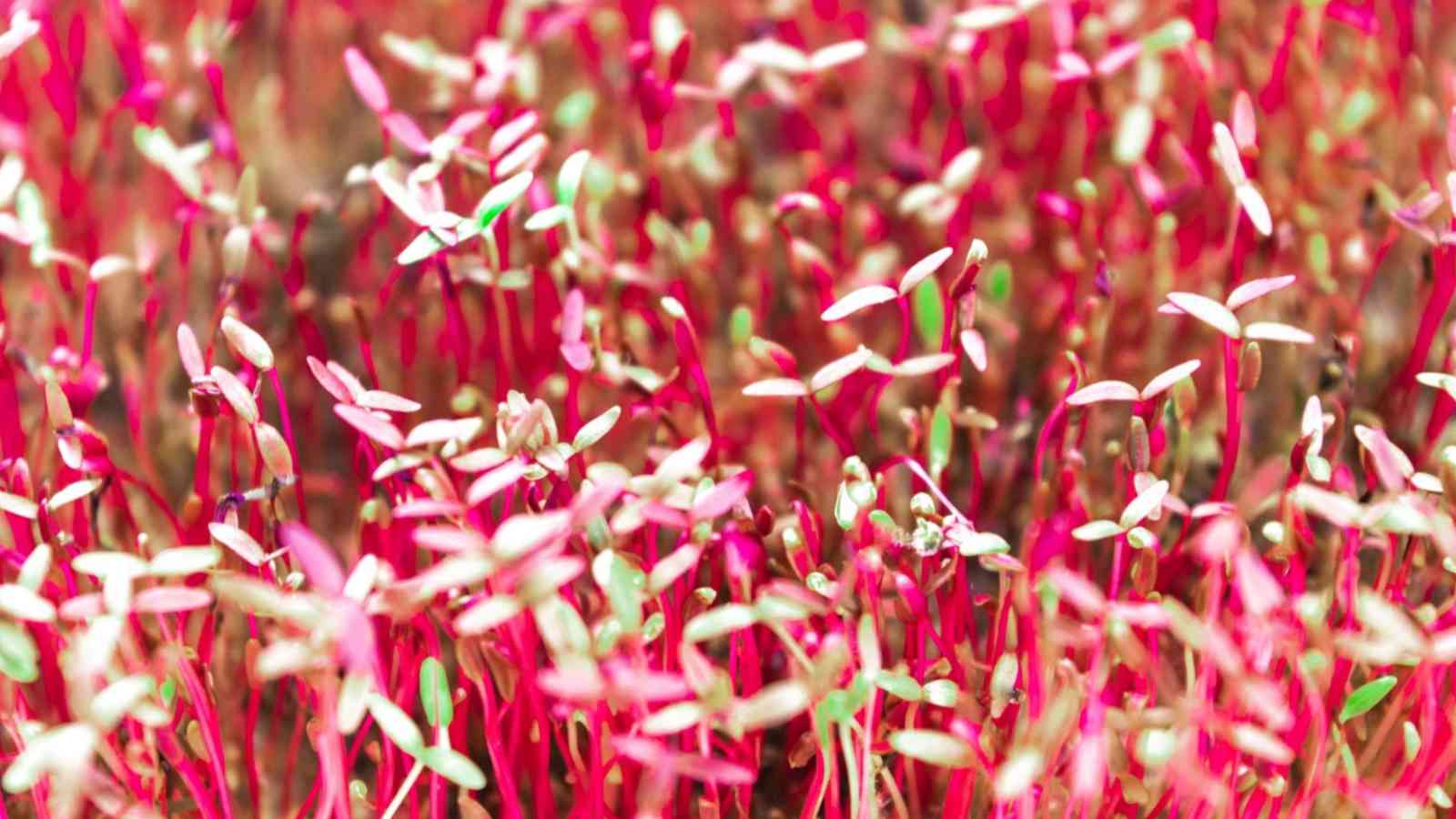 A close-up of young amaranth microgreen shoots with vibrant red and green leaves