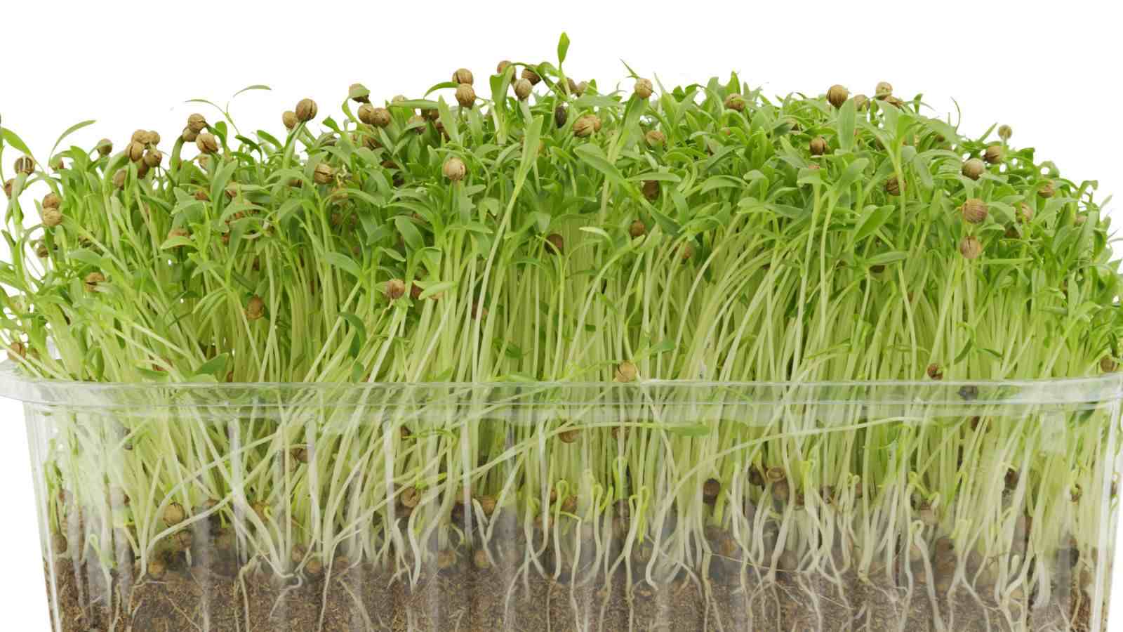 Close up view of cilantro microgreens growing in a rectangular plastic container