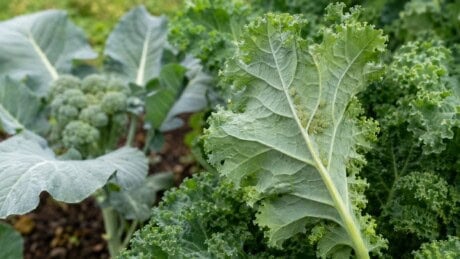 Green aphids cluster on the underside of a kale leaf in a fall vegetable garden.
