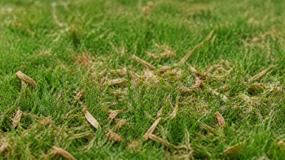Finely shredded dry leaves rest lightly between healthy lawn grass blades.