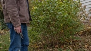 Gardener holding pruning shears beside a mature lilac shrub in autumn.