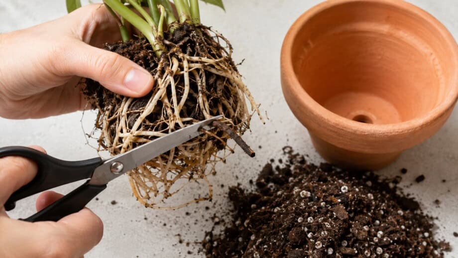 Clean scissors trim soft dark damaged roots from a houseplant root ball before repotting.