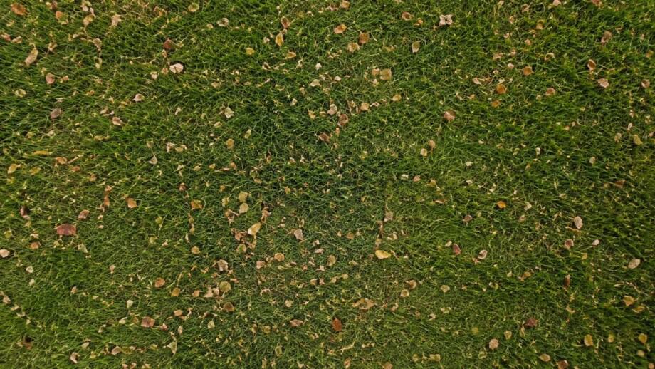 Shredded fall leaves cover less than half of a green lawn, leaving grass clearly visible.