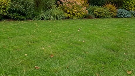 Healthy lawn at a moderate mowing height in early fall with a light scattering of leaves.