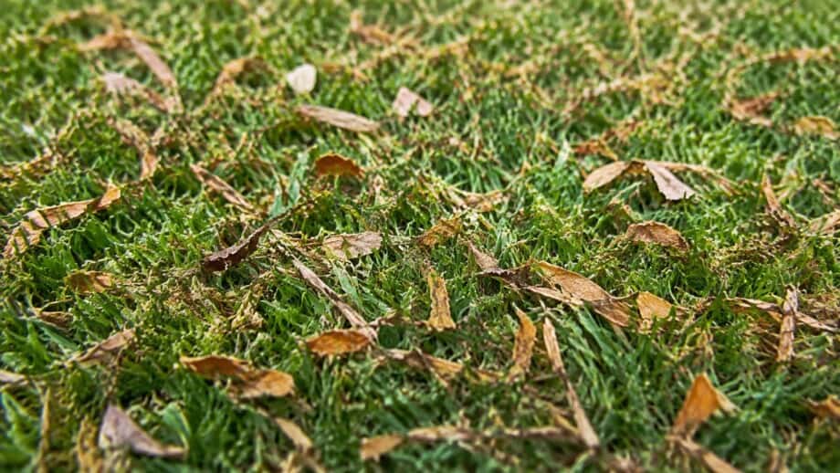 Finely shredded dry leaves rest lightly between healthy lawn grass blades.