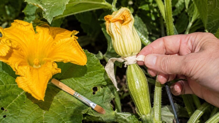 Gardener secures a recently hand-pollinated female squash flower with a small developing fruit at its base.