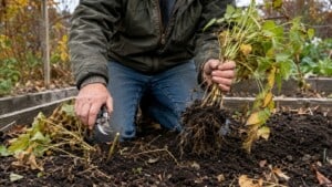 Gardener cutting a finished plant at soil level while holding an uprooted plant in a fall vegetable bed.