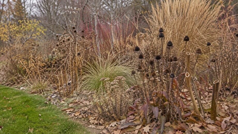 Seedheads, grasses, and standing perennial stems remain in an autumn garden border.