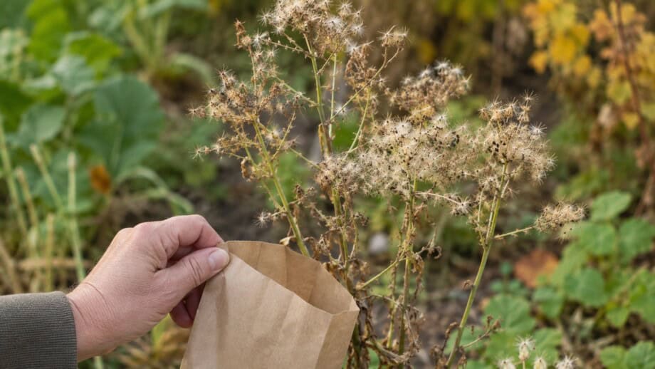 Mature lettuce seed heads above a paper bag in an early fall garden.