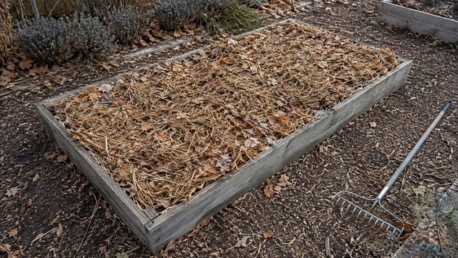 A raised vegetable bed covered with chopped leaves and straw mulch in late fall.