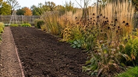 Tidy vegetable bed beside a perennial border with standing seedheads in autumn.