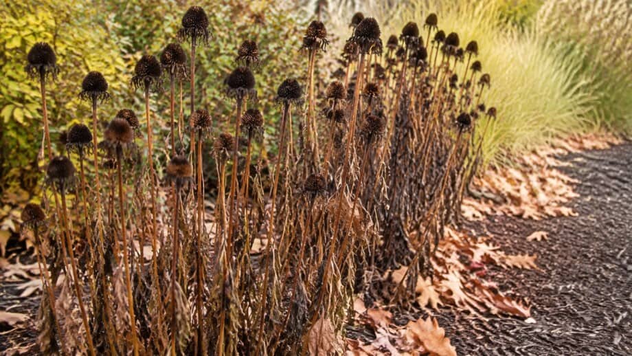 Dried coneflower seedheads and standing stems in an autumn perennial bed.
