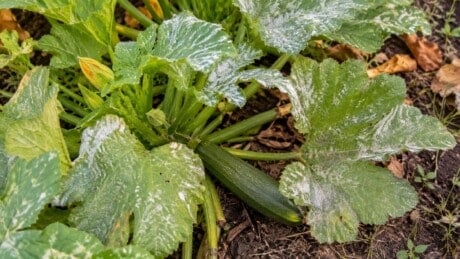 Zucchini leaves with powdery mildew and a healthy green squash in a late season garden.