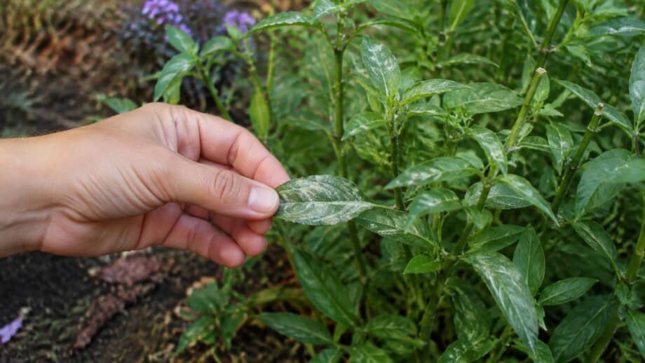 Hand removing a powdery leaf from a perennial phlox plant in fall.