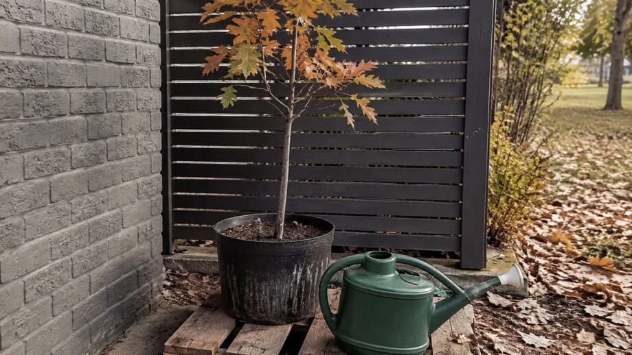Young containe -grown tree in a protected shaded spot beside a house with a watering can nearby.
