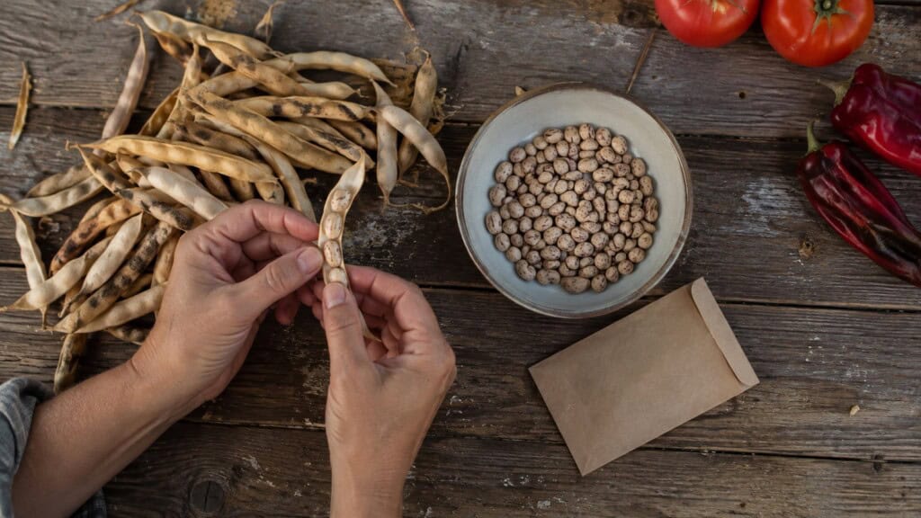 Gardener sorts dry bean pods and seeds beside a plain paper seed envelope on a wooden potting table.