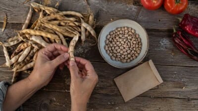 Gardener sorts dry bean pods and seeds beside a plain paper seed envelope on a wooden potting table.