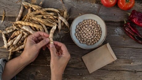 Gardener sorts dry bean pods and seeds beside a plain paper seed envelope on a wooden potting table.