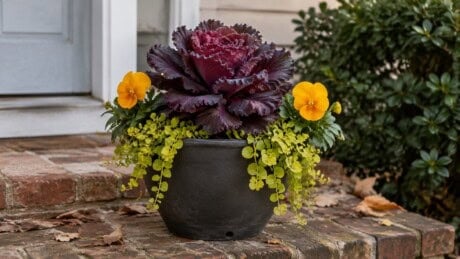 Burgundy ornamental kale, golden pansies, and trailing chartreuse foliage in a black pot on a brick front step.
