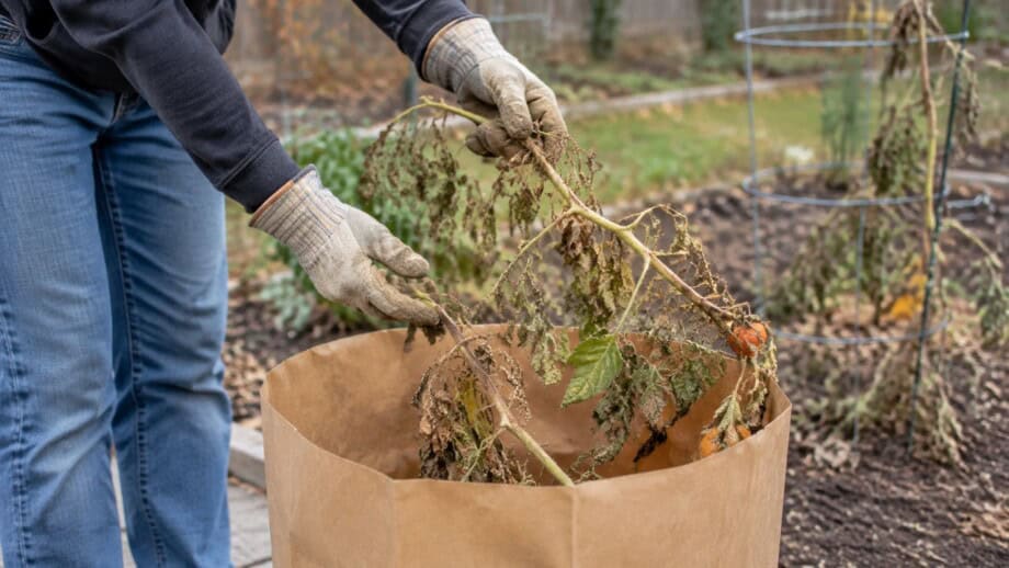 Gardener placing a suspect spent tomato vine into a plain paper yard-waste bag.