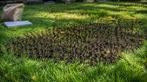 A small freshly overseeded lawn patch with young green grass shoots in early fall.