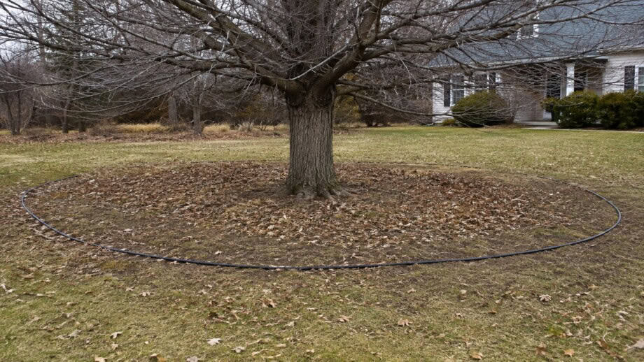 Soaker hose waters soil under the dripline of an established shade tree away from the trunk.
