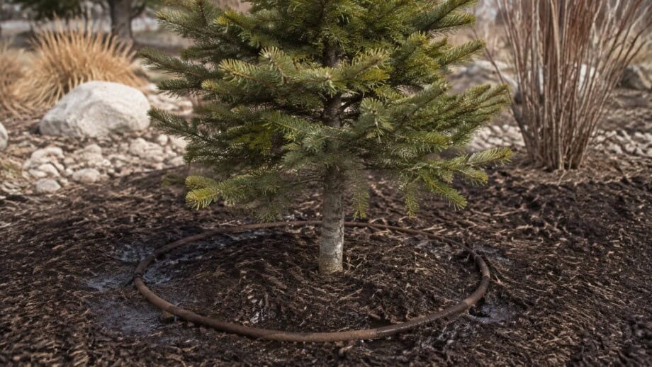 Small evergreen receives slow watering at its mulched root zone on a dry mild winter day.