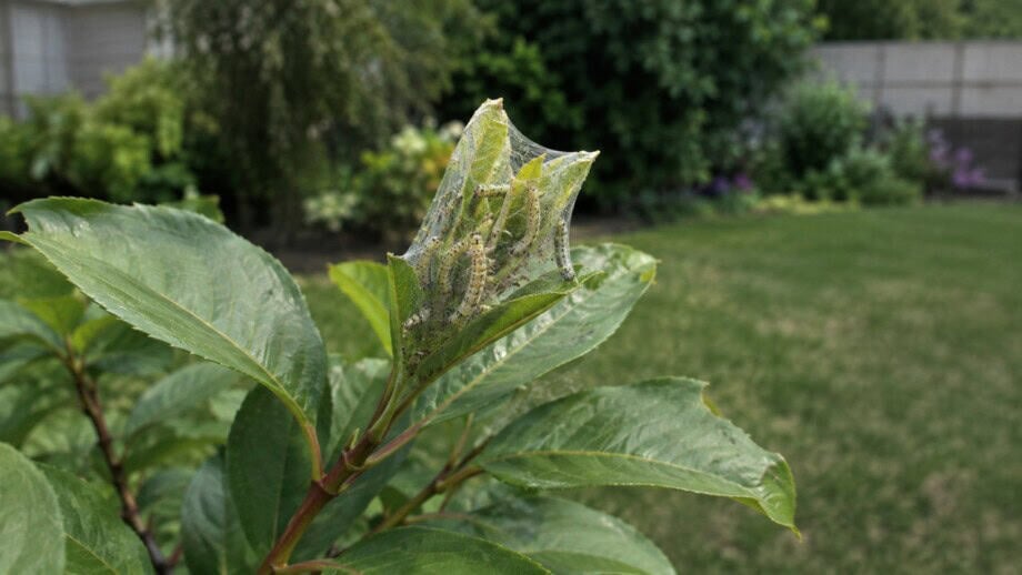 Young fall webworm caterpillars inside a small web enclosing leaves at the tip of a deciduous shrub branch.
