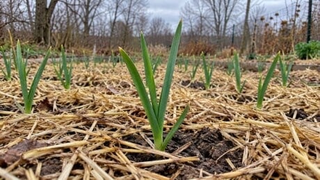 Short upright garlic leaves emerging through loose straw mulch in an autumn bed.