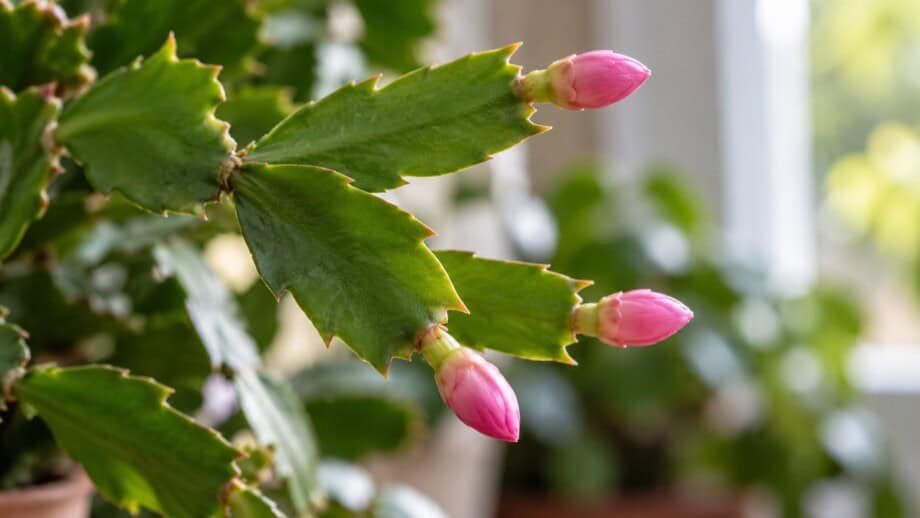 Small pink holiday cactus buds attached to terminal flattened green stem segments.