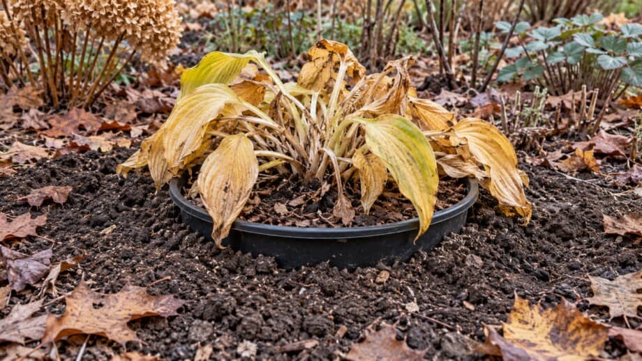 Dormant hosta in a nursery pot buried to its rim with soil around the pot and crown uncovered.