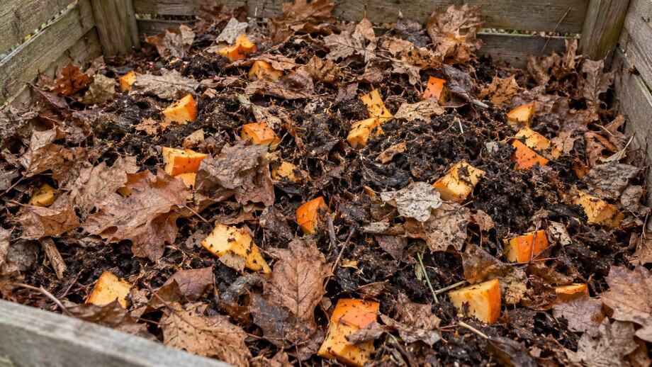 Chopped pumpkin distributed through loose dry leaves and dark compost in a backyard bin.