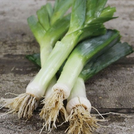Autumn Giant Leek Seeds | Planet Natural
